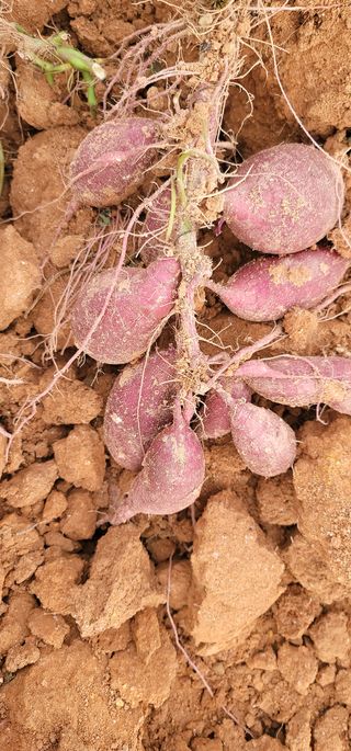 강성우님의 고구마 · 자유게시판 작성글 사진