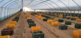 강성우님의 고구마 · 자유게시판 작성글 사진