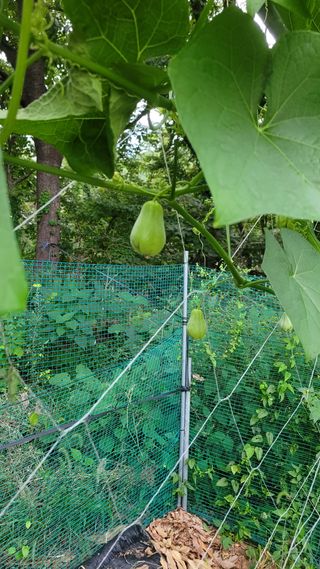 강화댁님의 기타작물 · 자유게시판 작성글 사진