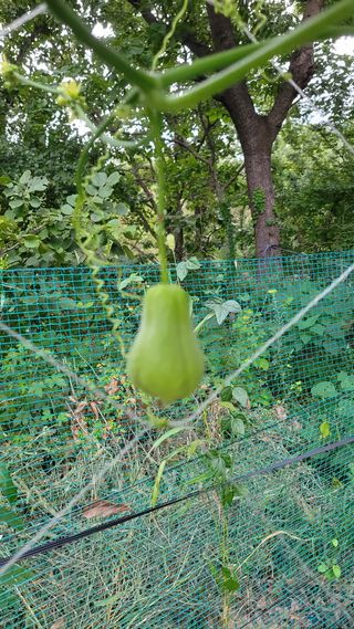 강화댁님의 기타작물 · 자유게시판 작성글 사진