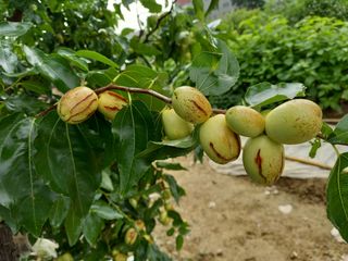 황인수님의 기타작물 · 병해충상담 작성글 사진