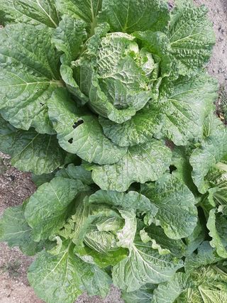 고경재님의 배추 · 병해충상담 작성글 사진