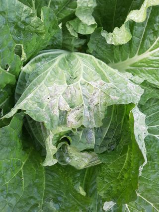 고경재님의 배추 · 병해충상담 작성글 사진