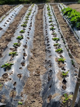 영애님의 들깨 · 자유게시판 작성글 사진