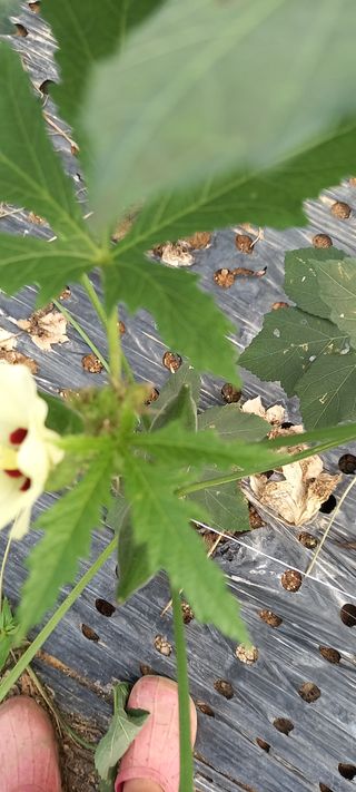 차요태사랑님의 기타작물 · 병해충상담 작성글 사진