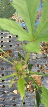 팜모닝 기타작물·병해충상담 게시글 이미지