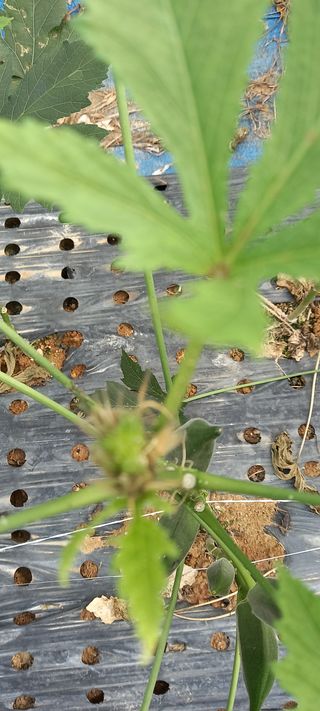 차요태사랑님의 기타작물 · 병해충상담 작성글 사진