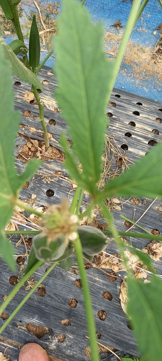 차요태사랑님의 기타작물 · 병해충상담 작성글 사진