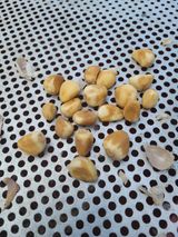 팜모닝 마늘·병해충상담 게시글 이미지