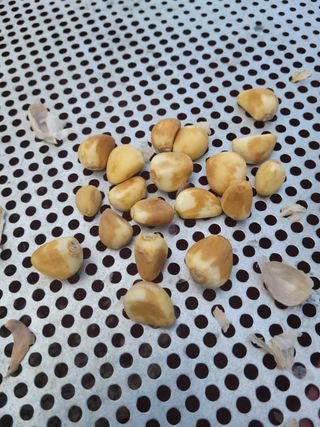 한수열님의 마늘 · 병해충상담 작성글 사진