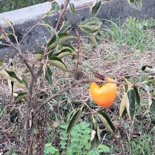 봉선이네봉장 님의 감 · 자유게시판 작성글 사진