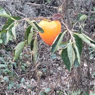 봉선이네봉장 님의 감 · 자유게시판 작성글 사진