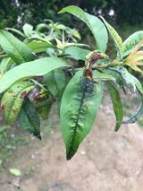 팜모닝 사과·병해충상담 게시글 이미지