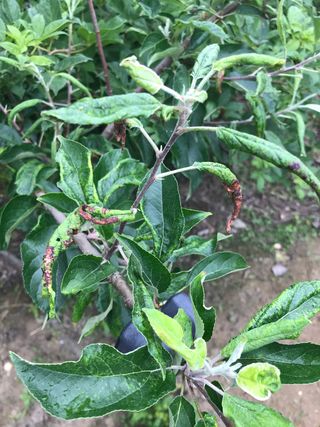 시리우스님의 사과 · 병해충상담 작성글 사진