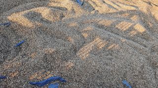 류 현주님의 들깨 · 자유게시판 작성글 사진