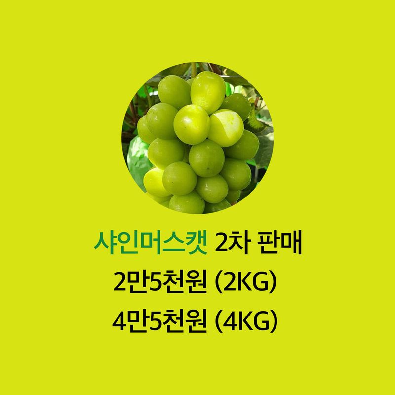 포도주세요 포도농장님의 장터 판매 상품 [샤인머스캣 ] 첨부 사진
