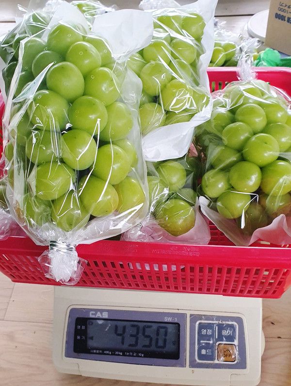 포도주세요 포도농장님의 장터 판매 상품 [샤인머스캣 ] 첨부 사진