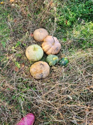 약선밥상머리님의 고추 · 일상 작성글 사진