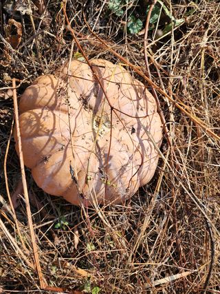 약선밥상머리님의 고추 · 일상 작성글 사진