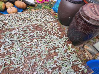 약선밥상머리님의 고추 · 일상 작성글 사진