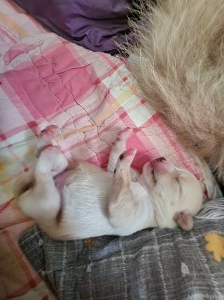 약선밥상머리님의 고추 · 일상 작성글 사진