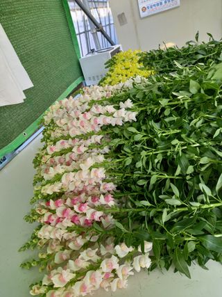 김해농부허외순님의 기타작물 · 자유게시판 작성글 사진