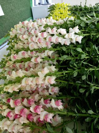 김해농부허외순님의 기타작물 · 자유게시판 작성글 사진