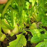 팜모닝 배추·일상 게시글 이미지