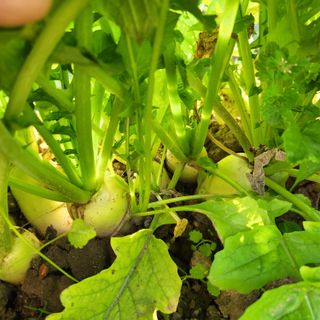 김영철님의 배추 · 일상 작성글 사진