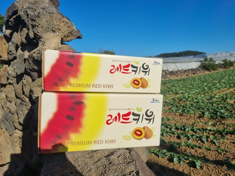 이승철님의 장터 판매 상품 [레드키위 3kg(24과수내외)36,000] 첨부 사진