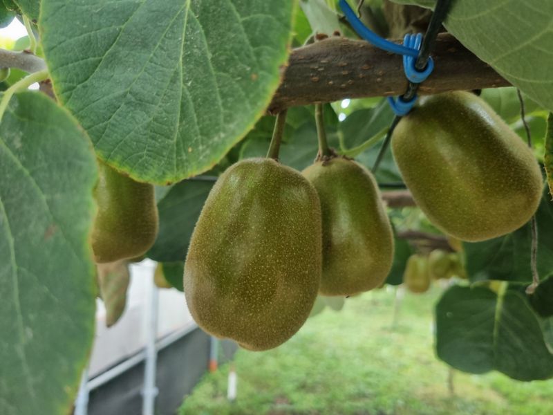 장터 상품 [레드키위 3kg(24과수내외)36,000] 썸네일