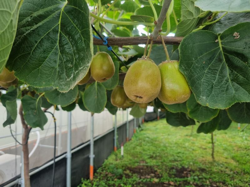 이승철님의 장터 판매 상품 [레드키위 3kg(24과수내외)36,000] 첨부 사진