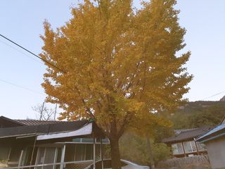 허굴산농장님의 복숭아 · 자유게시판 작성글 사진