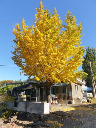허굴산농장님의 복숭아 · 자유게시판 작성글 사진