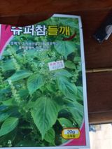 팜모닝 들깨·자유게시판 게시글 이미지