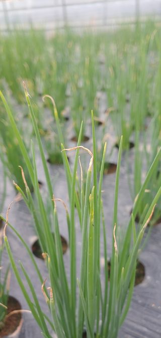 엄미애님의 파 · 병해충상담 작성글 사진