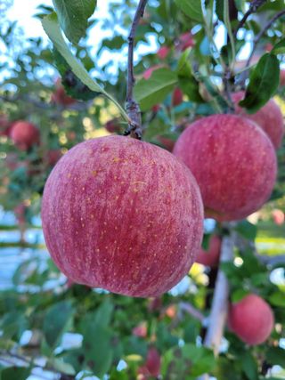 부석사 가족농원님의 작성글 사진