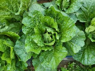 청농님의 배추 · 일상 작성글 사진