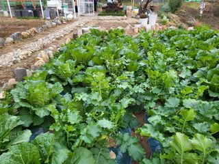 청농님의 배추 · 일상 작성글 사진