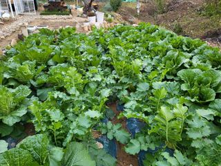 청농님의 배추 · 일상 작성글 사진