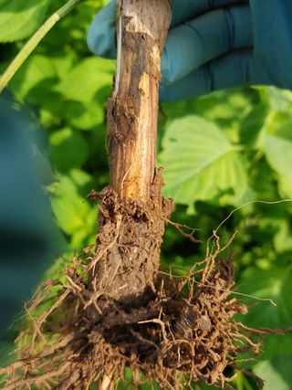 김명규님의 고추 · 병해충상담 작성글 사진