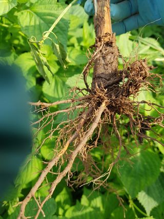 김명규님의 고추 · 병해충상담 작성글 사진