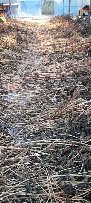 吳宇夏 오솔길오두막님의 배추 · 일상 작성글 사진