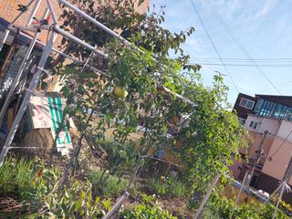 해안로님의 토마토 · 일상 작성글 사진