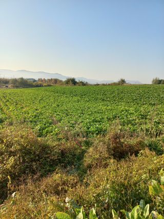 조희후 님의 파 · 자유게시판 작성글 사진