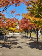 팜모닝 두릅·일상 게시글 이미지