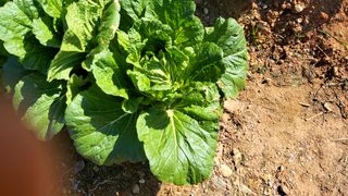 너만아라님의 토마토 · 일상 작성글 사진