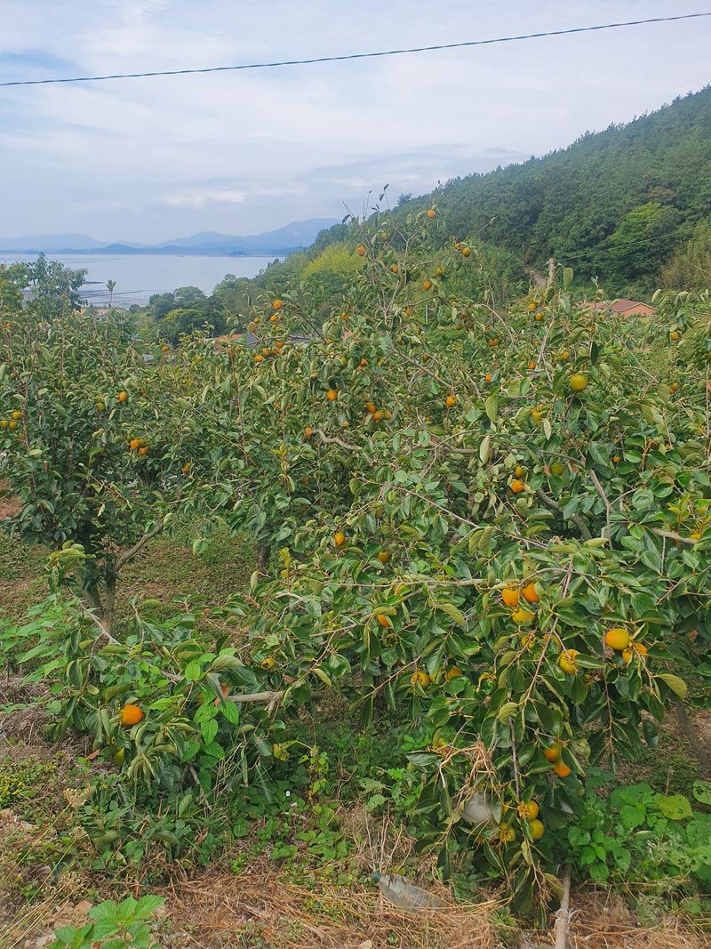 장터 상품 [대봉 단감(부유) 단감10키로 2만] 썸네일