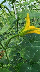 팜모닝 호박·병해충상담 게시글 이미지