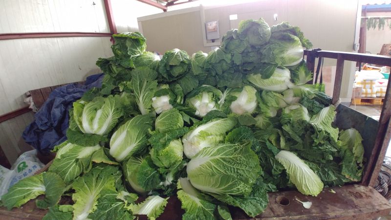 이창규님의 장터 판매 상품 [절임배추 1박스 20kg 40000원] 첨부 사진